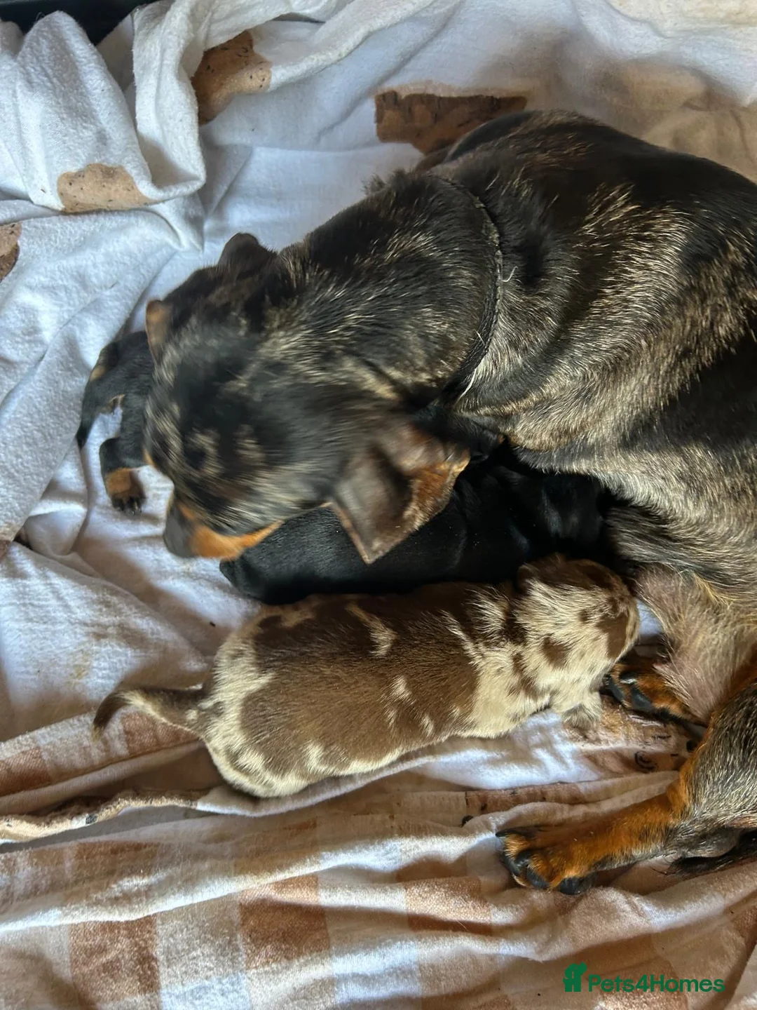 Miniature Dachshund dogs for sale: Miniature Dachshund Girls Ready to go now in Ashbourne - Advert 11