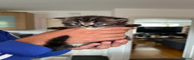 Persian 2