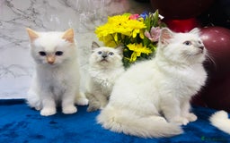 Ragdoll cats for sale: TICA Registered Magnificent Ragdoll kittens  - Image 25