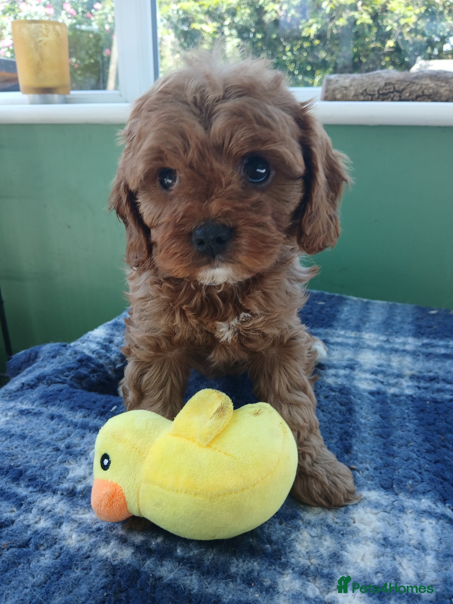 Cavapoo dogs for sale: Cavapoo puppies for sale - Advert 1