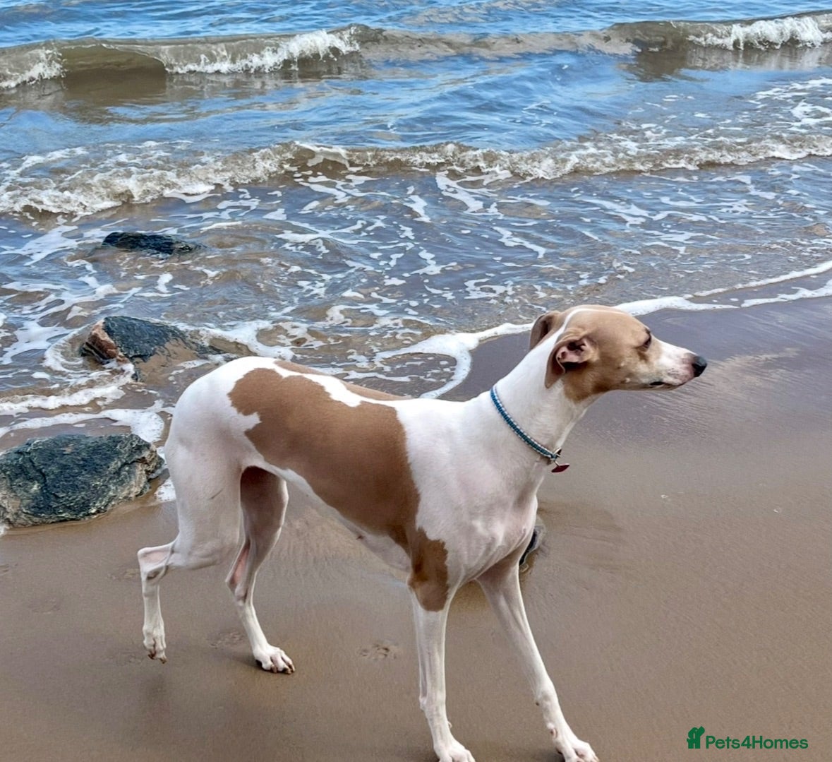 Whippet dogs Beautiful whippet babies! - Advert 2