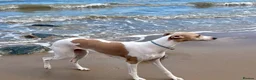 Whippet dogs for sale: Beautiful whippet babies! in Ashton-under-Lyne - Advert 2
