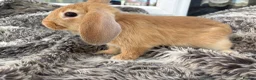Mini Lop rabbits for sale: Beautiful Mini Lop Baby Rabbits🐇❤️ in Coalville - Advert 11