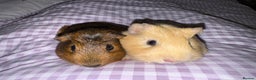 Guinea Pig rodents for sale: Male Guinea Pigs  - Advert 6