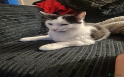 Domestic Shorthair cats for sale: Black and white female - Image 1