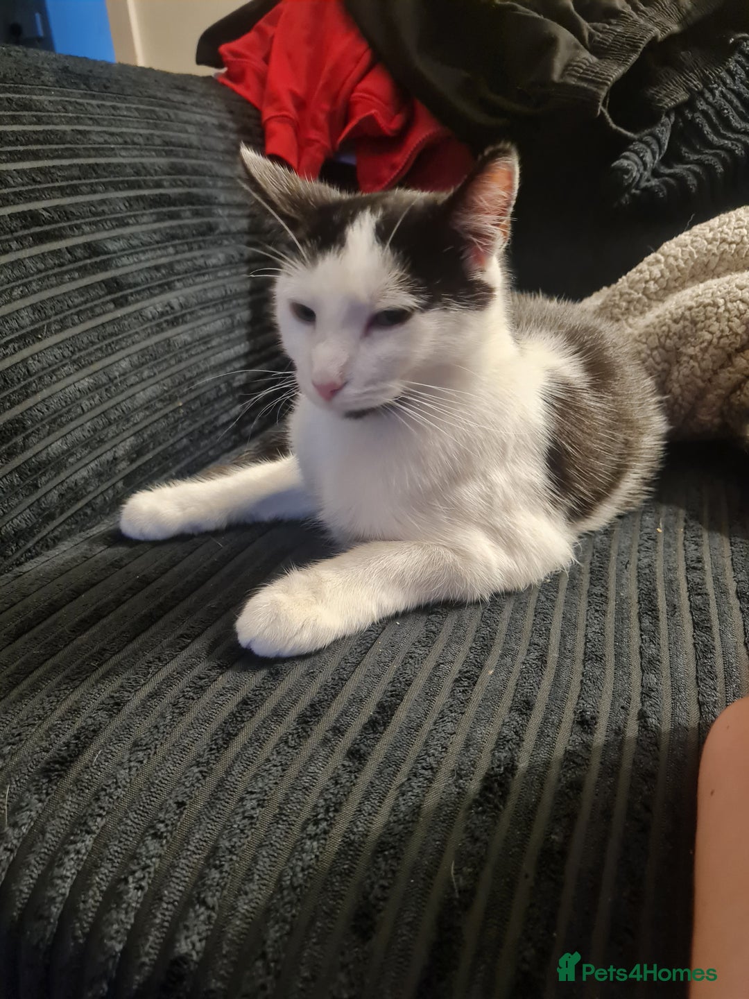 Domestic Shorthair cats for sale: Black and white female - Image 1