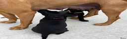 Mixed Breed dogs for sale: Adorable Labrador xxx puppies  - Advert 27