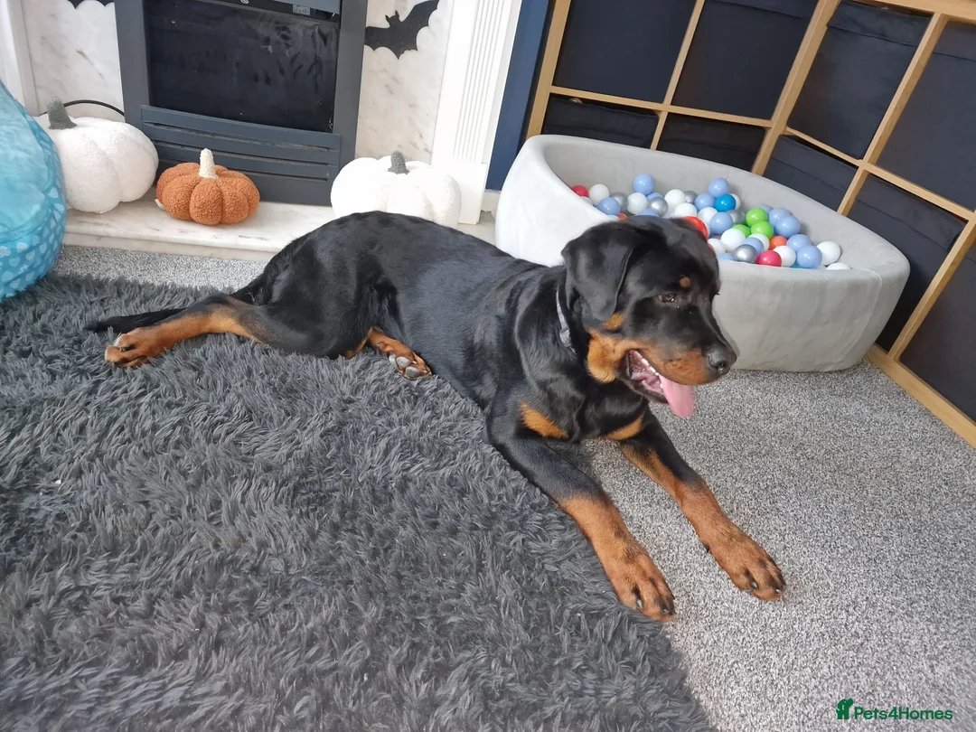Rottweiler dogs for sale: 11 month old rottweiler Koda  - Advert 2