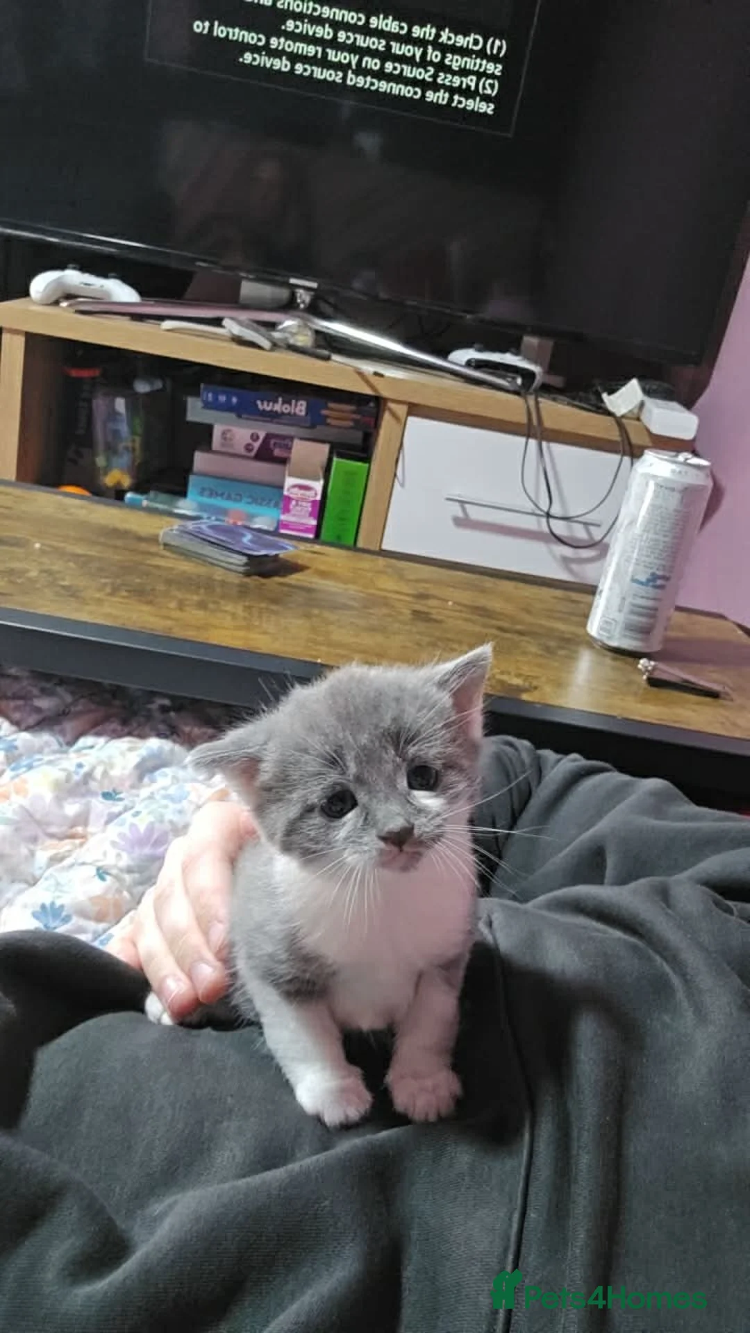 Mixed Breed cats for sale: 3 kittens  - Advert 2
