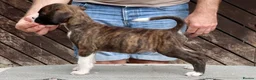 Boxer dogs for sale: *** Beautiful Brindle & White puppy *** - Advert 4