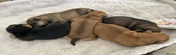 Norfolk Terrier dogs for sale: Norfolk X Puppies  - Advert 5