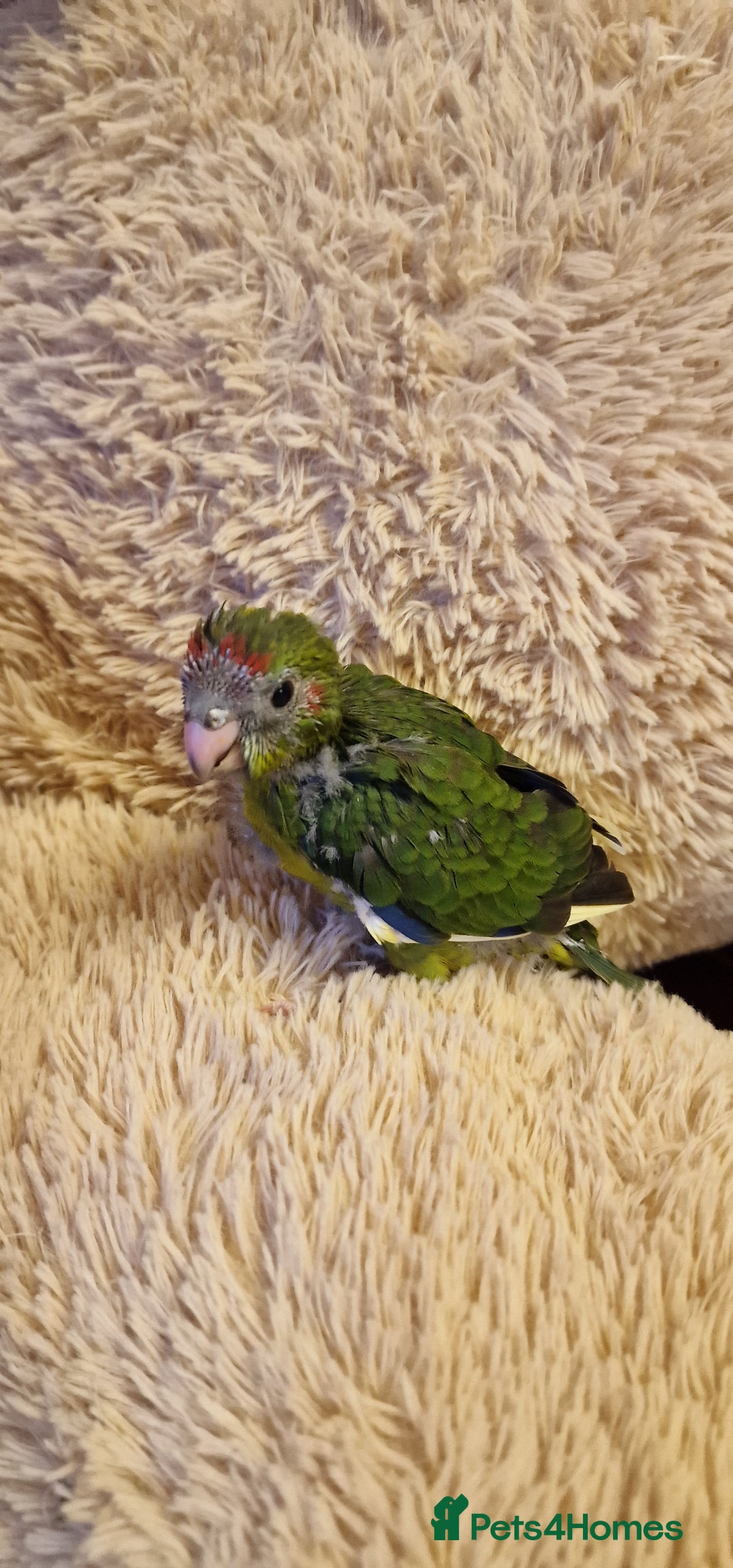 Parakeets birds for sale: Hand Tame kakarikis - Image 7