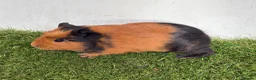 Guinea Pig rodents for sale: Calm, Guineas pig girls  - Advert 5