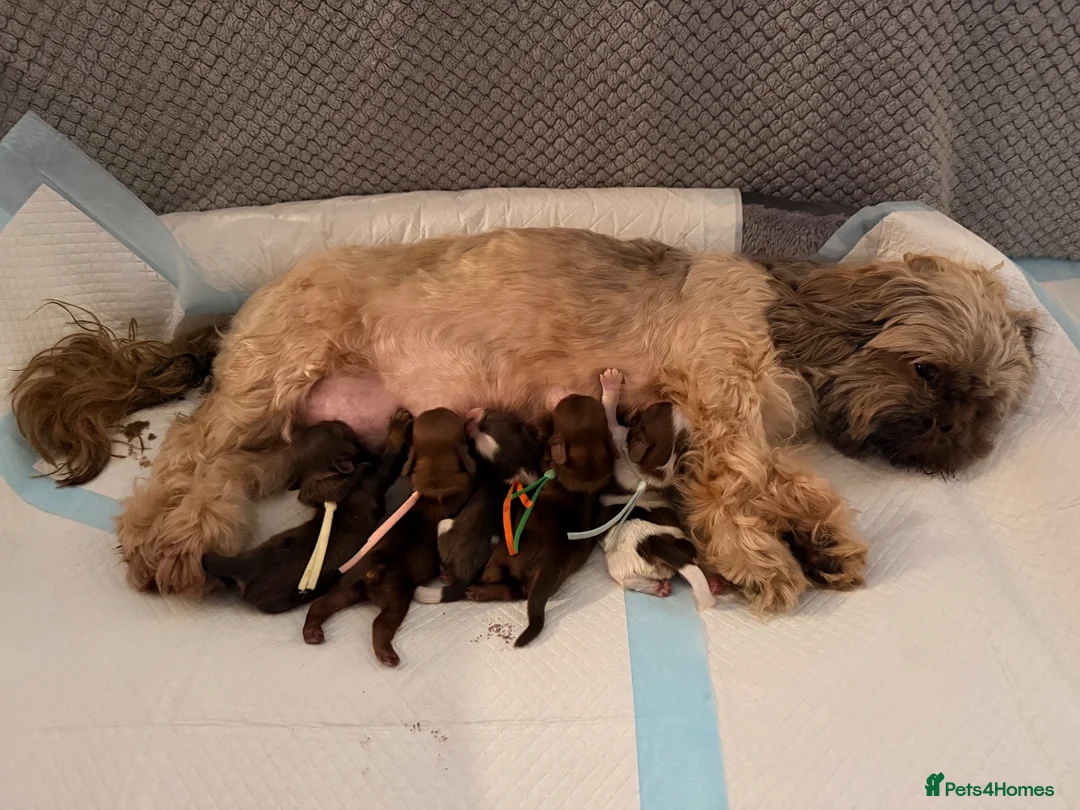 Shih Tzu dogs for sale: 🐶💕 Beautiful Female Shih Tzu Puppy for Sale! 💕 - Advert 8