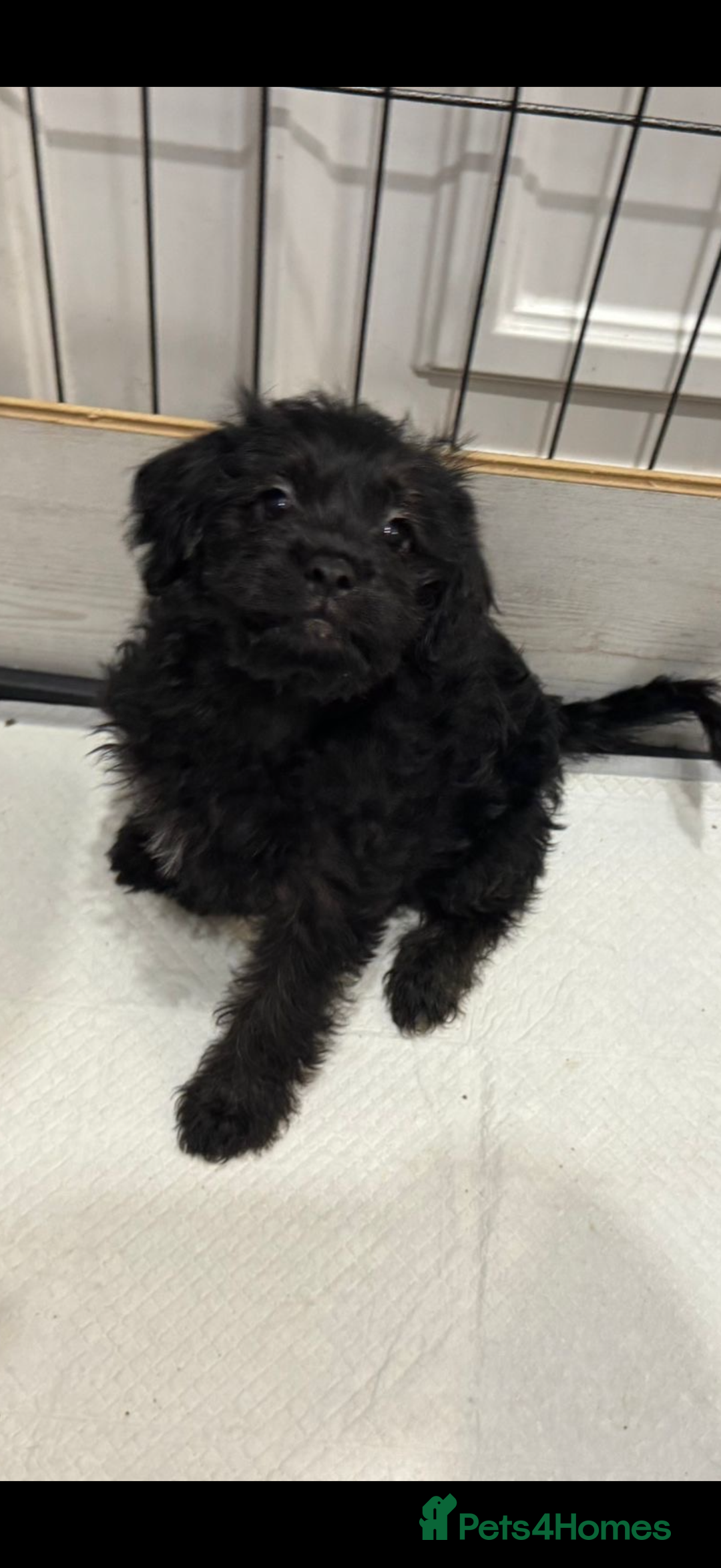 Mixed Breed dogs for sale: Shihtzu cross cocapoo (shihpoo) puppies  - Advert 21