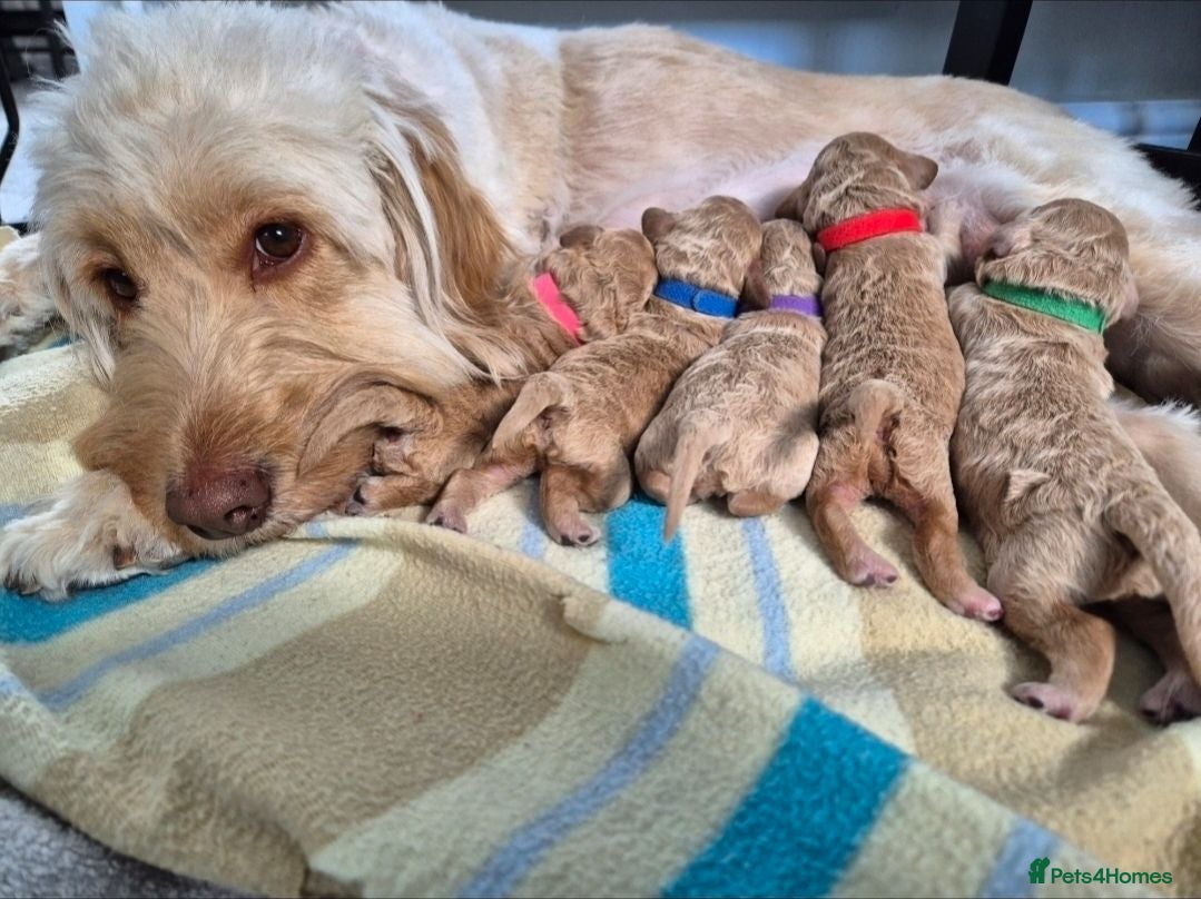 Labradoodle dogs Multi generation miniature Labradoodle - Advert 2