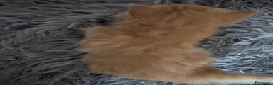 Mixed Breed 2
