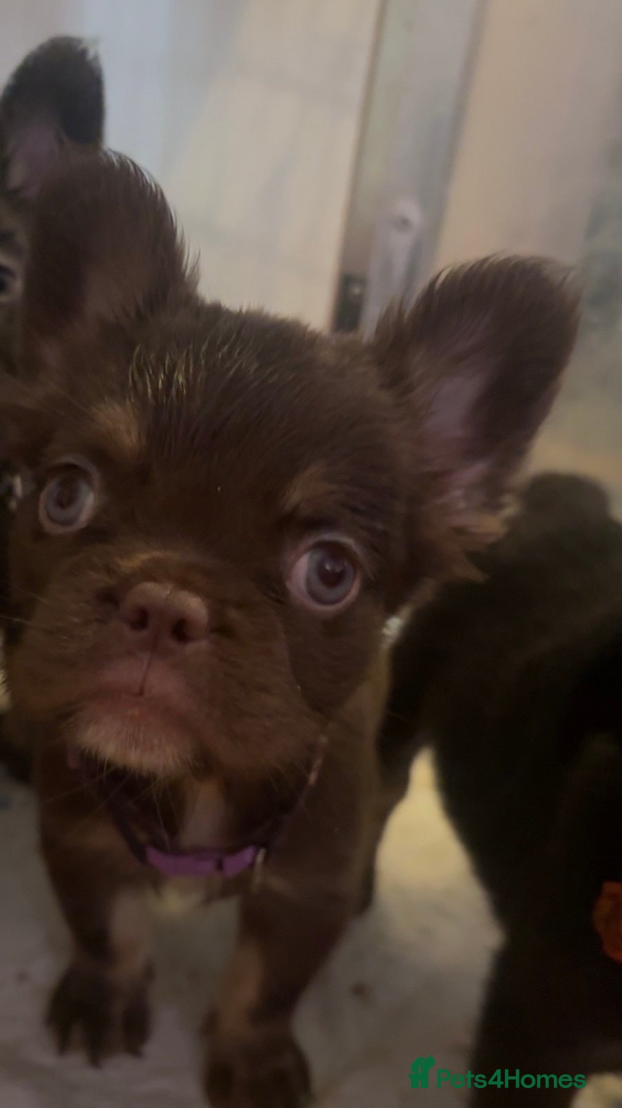 French Bulldog dogs Fluffy French bulldog - Advert 2