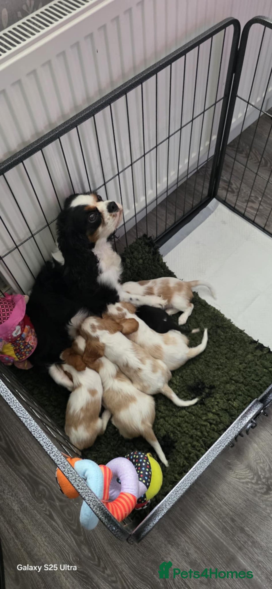 Cavalier King Charles Spaniel dogs for sale: Extensively health tested parents  - Image 2