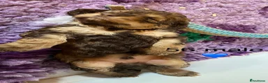 Cockapoo 2