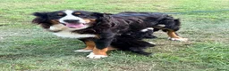 Bernese Mountain Dog dogs for sale: Kc Bernese mountain pups  - Advert 14