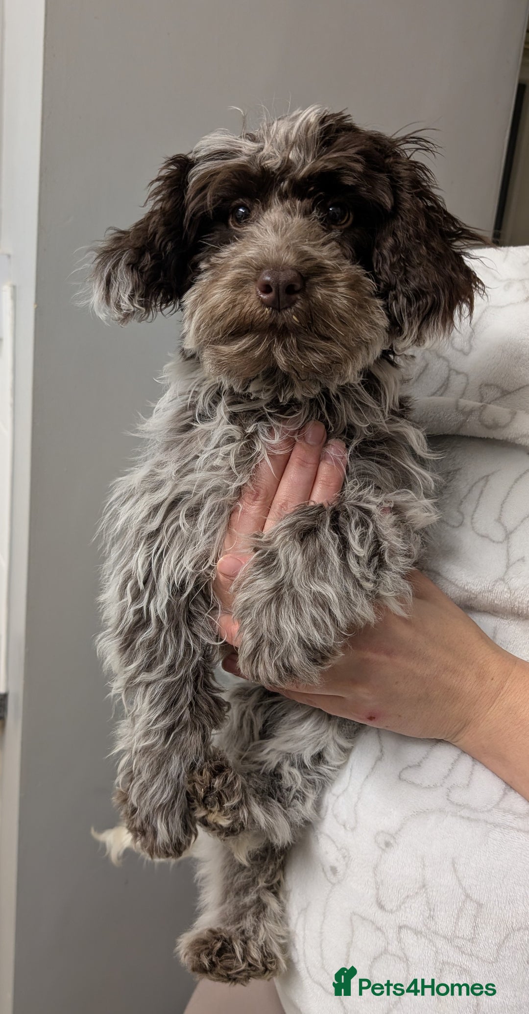 Cockapoo dogs for sale: Stunning chocolate roan Female F1 cockapoo  - Advert 3