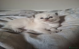 Ragdoll cats for sale: 🩵Blue Point KITTENS for sale!🩵 - Image 12