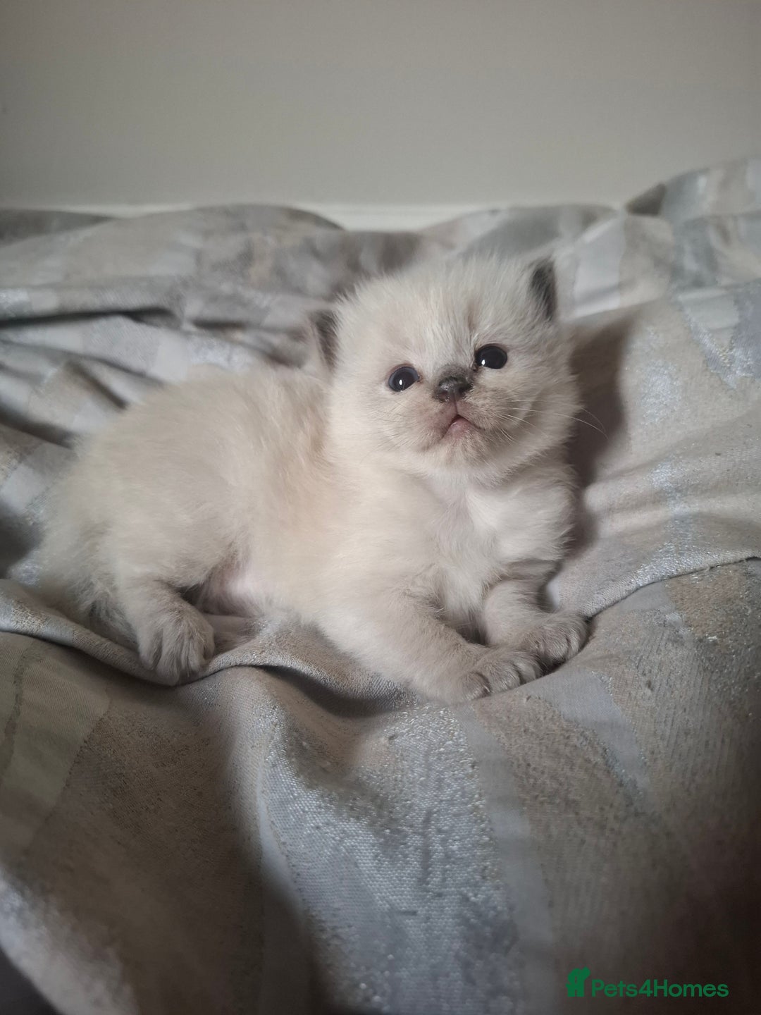 Ragdoll cats for sale: 🩵Blue Point KITTENS for sale!🩵 - Image 12
