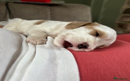 Mixed Breed dogs for sale: CockerpooXitalian spinone poo  - Image 9