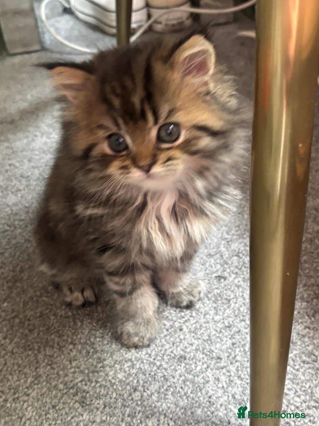 Persian cats for sale: Last 2 Boys! READY TO LEAVE - Image 10