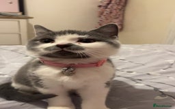 American Shorthair cats for sale: British shorthair cat - Advert 1