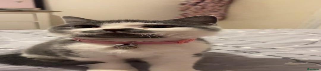 American Shorthair Kitten 1