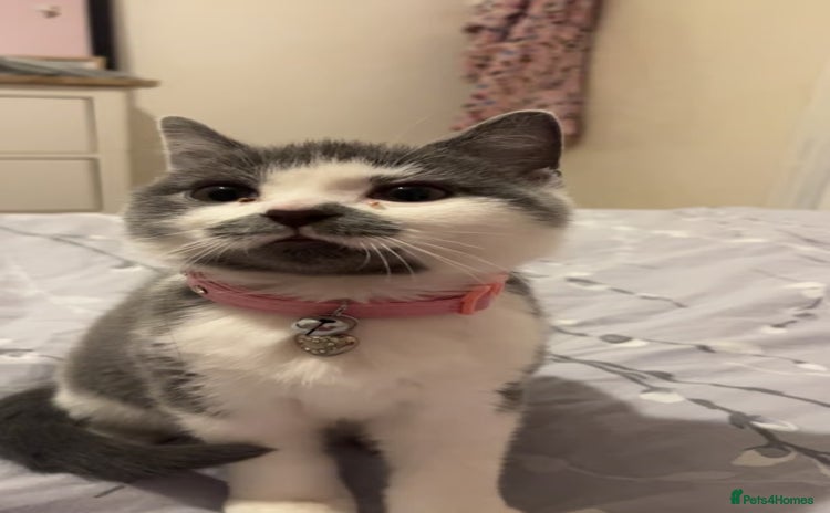 American Shorthair cats British shorthair cat - Advert 1