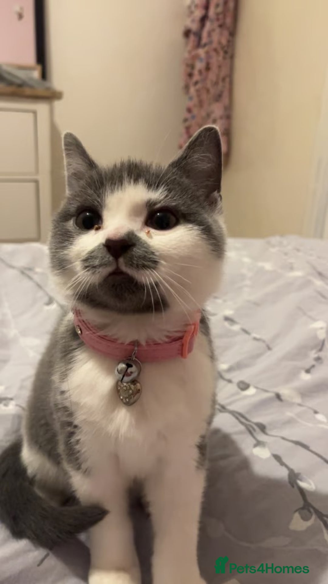 American Shorthair cats for sale: British shorthair cat - Advert 1