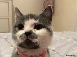 American Shorthair cats British shorthair cat - Advert 9