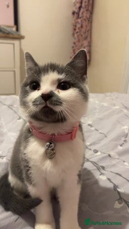 American Shorthair cats British shorthair cat - Advert 1