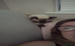 Ragdoll cats for sale: TWO LEFT.*** SEAL MINK SEAL TABBY MINK - Image 11