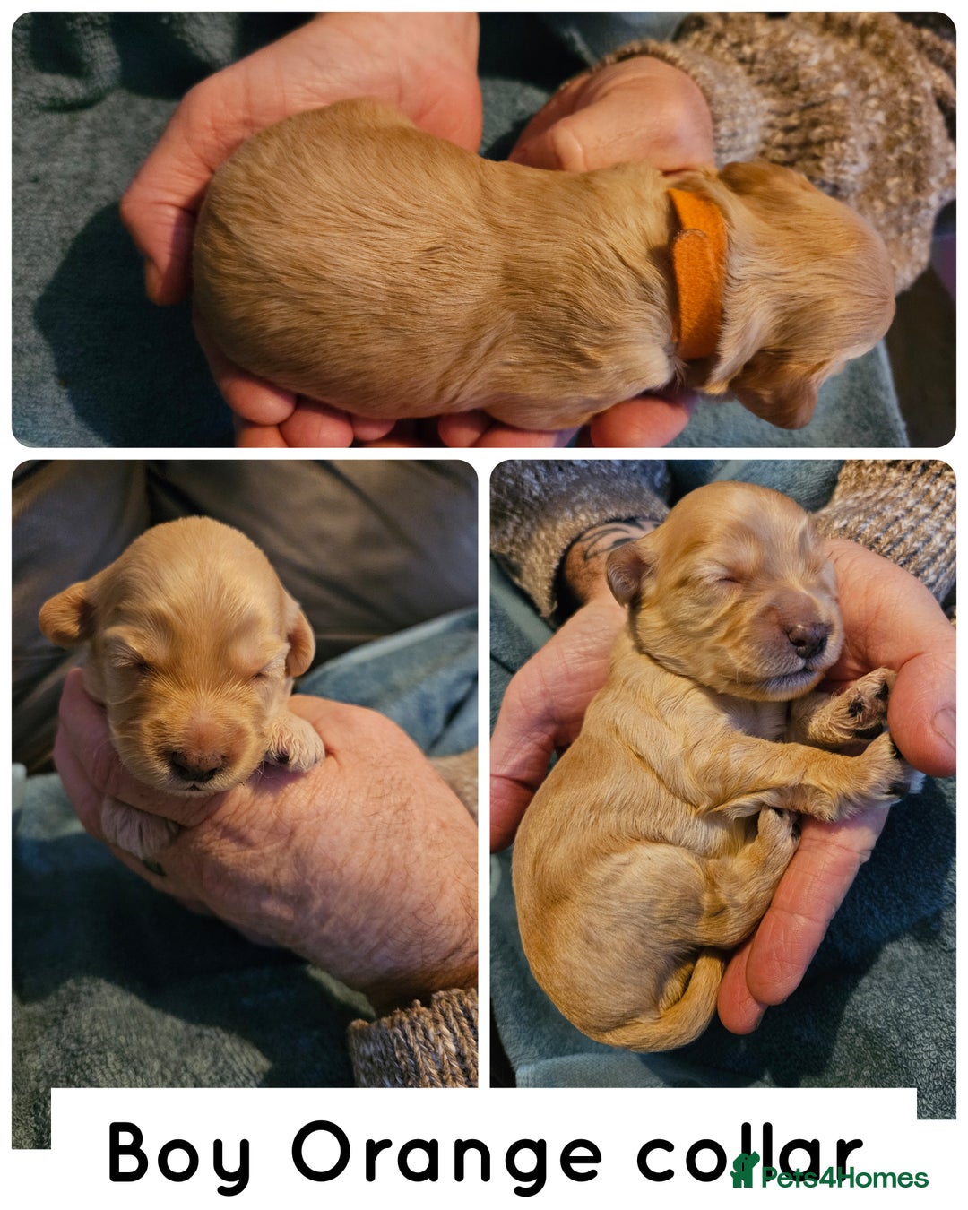 Cockapoo dogs for sale: F2 cockapoos - Advert 5