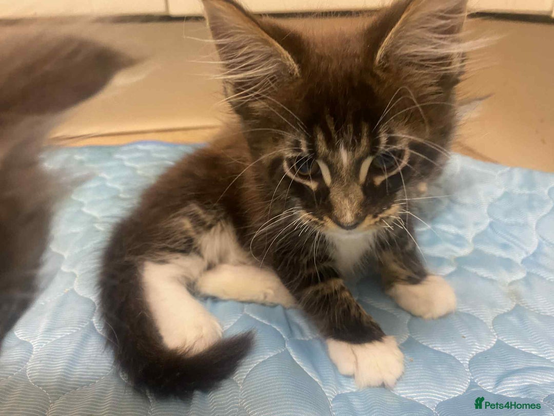 Maine Coon cats for sale: Xl mainecoon kittens full breed non reg  - Image 18
