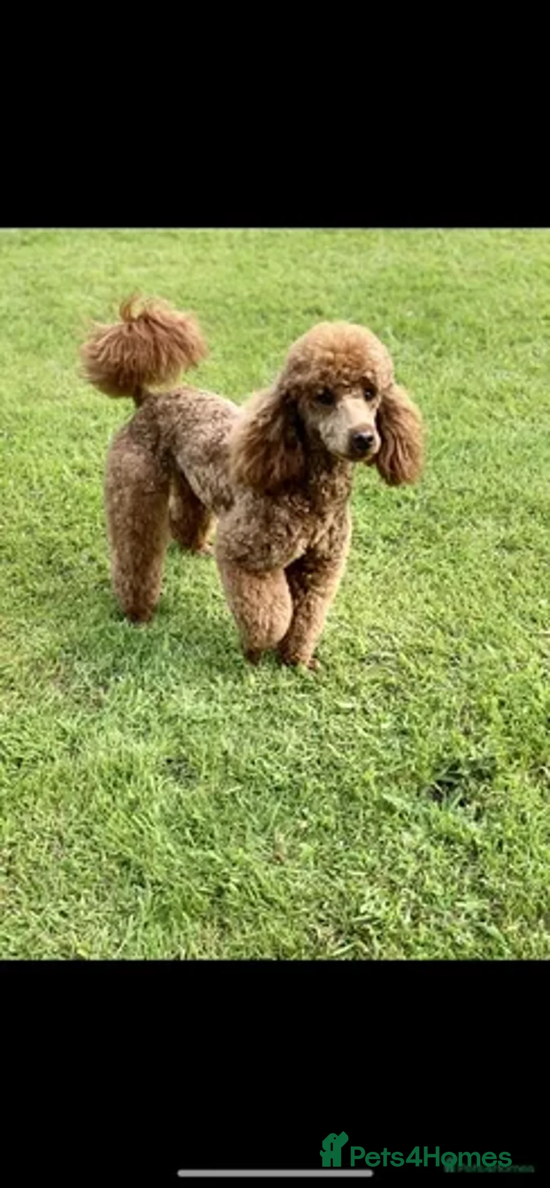 Miniature Poodle dogs for stud: STUNNING KC MINI HEALTH TESTED POODLE STUD - Advert 2