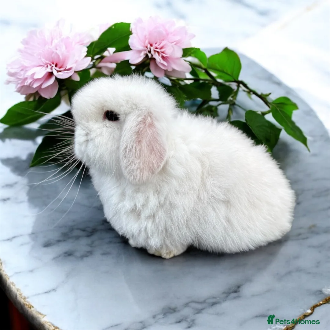 Mini Lop rabbits for sale: Doe and buck mini lops  - Advert 5