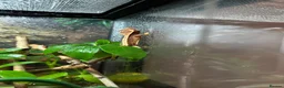 Gecko reptiles for sale: Baby Crested Geckos (Pinstripes & Red Harliquin) - Advert 7