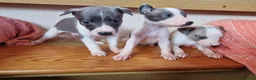 Whippet dogs for sale: Kc registered whippets - Advert 5
