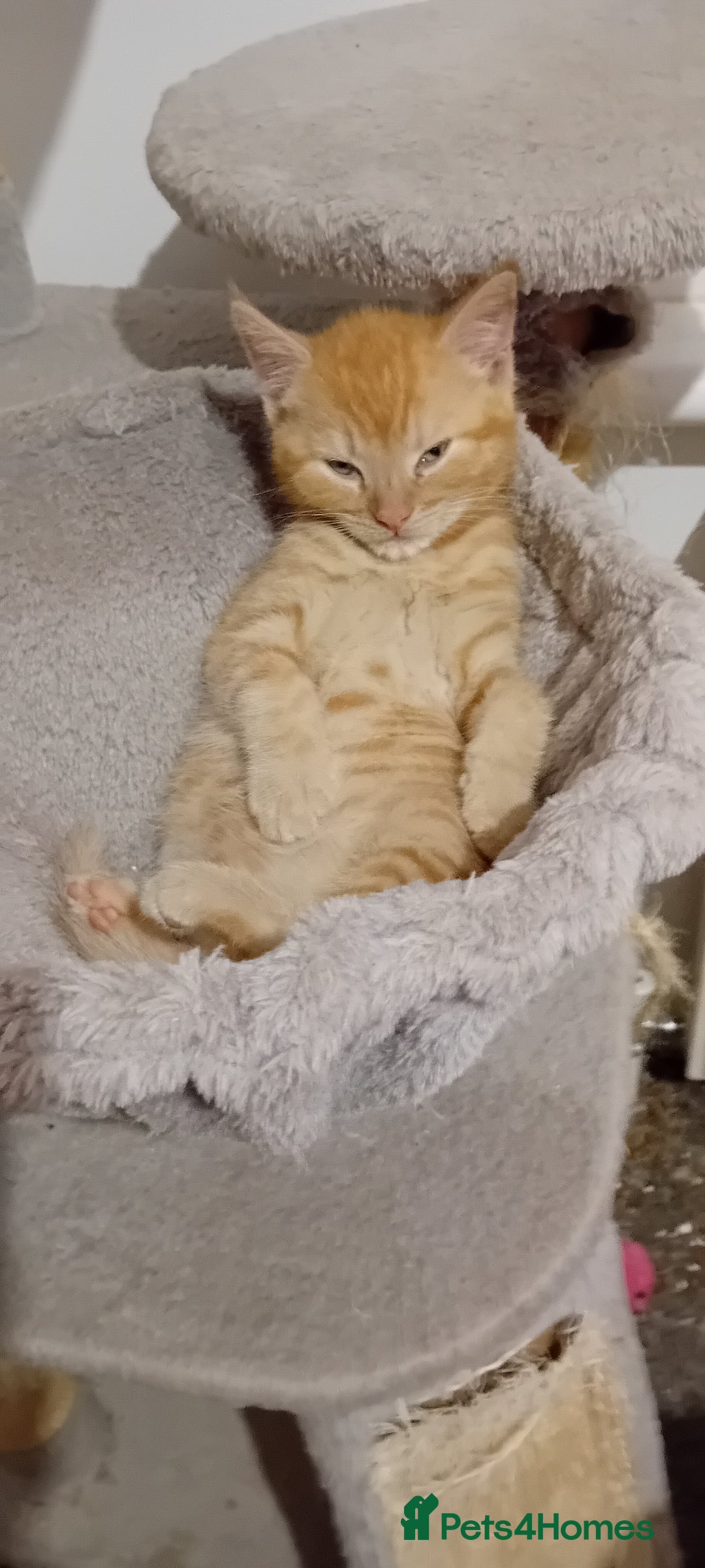 Mixed Breed cats for sale: Ginger kitten! - Advert 10