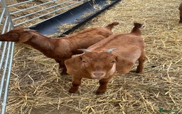Goats livestock for sale: Boer cross Anglo Nubian  - Image 7