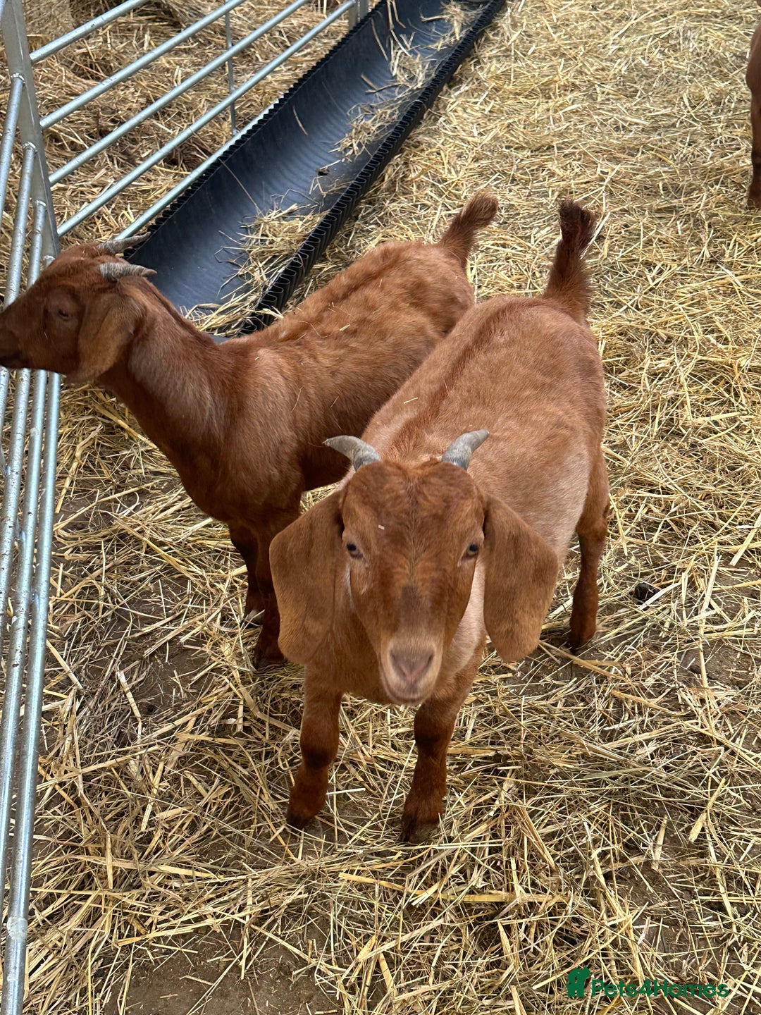 Goats livestock for sale: Boer cross Anglo Nubian  - Image 7