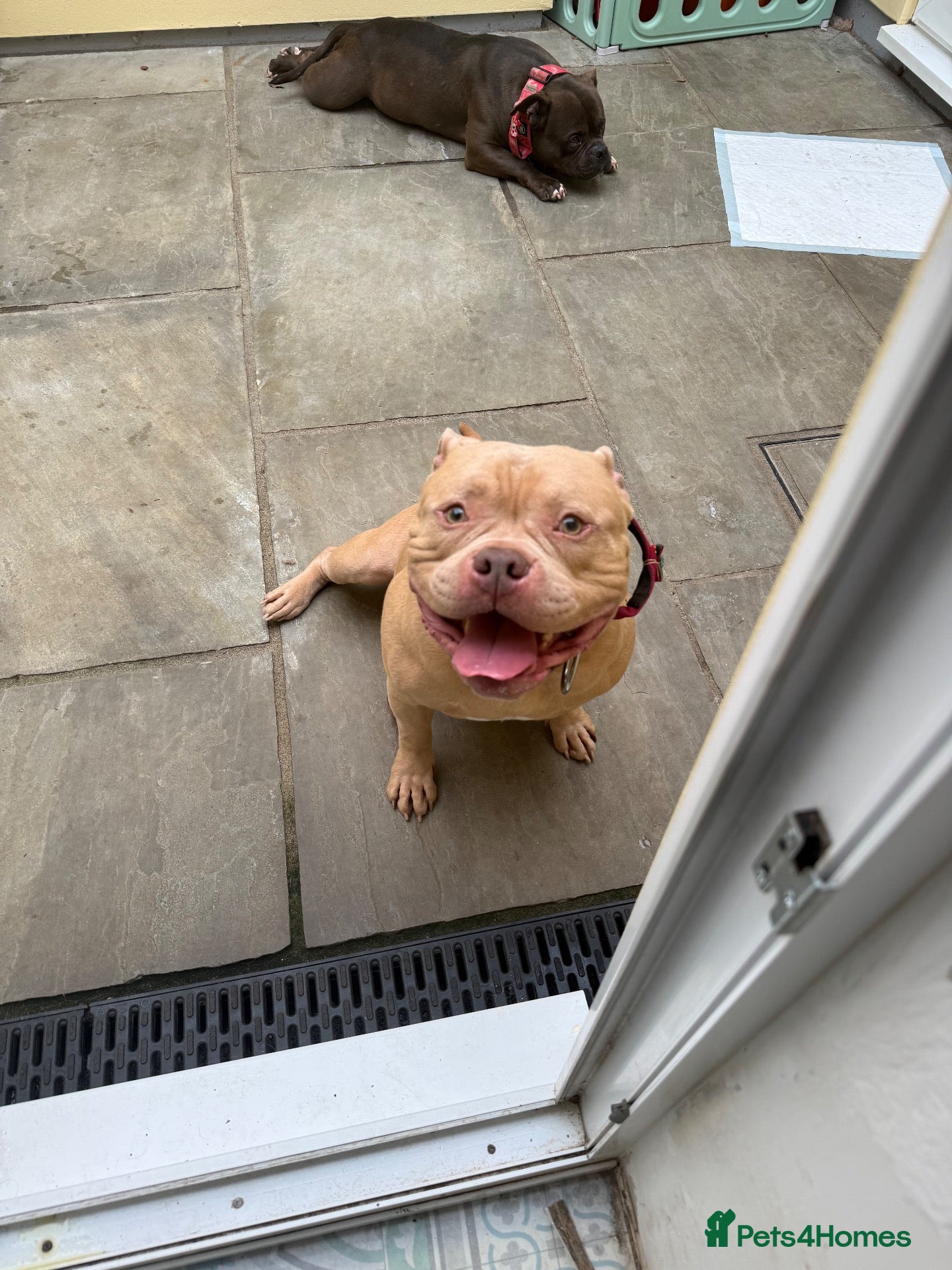 American Bully dogs Looking for a loving home - Advert 1