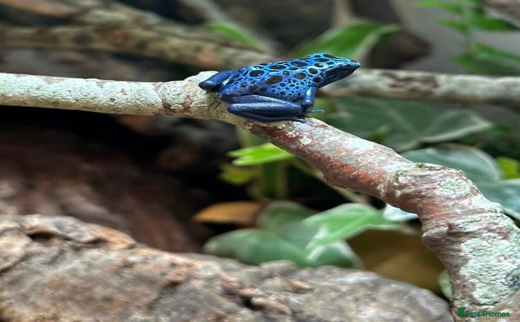 Frog reptiles - Advert 1
