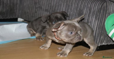 French Bulldog dogs - Advert 7