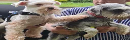 Miniature Schnauzer dogs for sale: 🩷Beautiful Miniature Schnauzer Adult Girl 🩷 - Advert 8